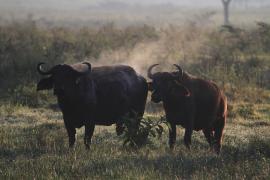 Bawół afrykański - Syncerus caffer - African buffalo