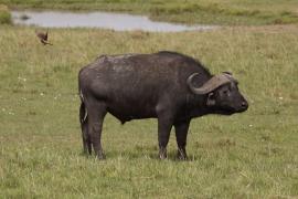 Bawół afrykański - Syncerus caffer - African buffalo