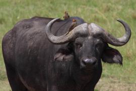 Bawół afrykański - Syncerus caffer - African buffalo