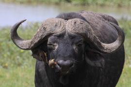 Bawół afrykański - Syncerus caffer - African buffalo