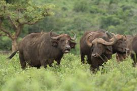 Bawół afrykański - Syncerus caffer - African buffalo