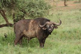 Bawół afrykański - Syncerus caffer - African buffalo