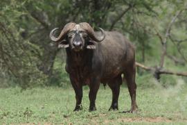 Bawół afrykański - Syncerus caffer - African buffalo