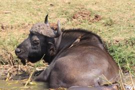 Bawół afrykański - Syncerus caffer - African buffalo