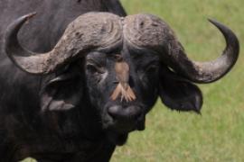 Bawół afrykański - Syncerus caffer - African buffalo