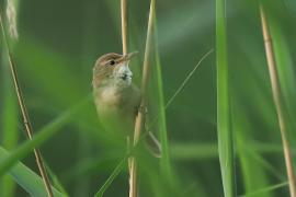 Zaroślówka - Acrocephalus dumetorum - Blyth's Reed-Warbler