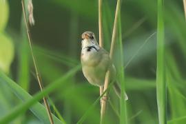 Zaroślówka - Acrocephalus dumetorum - Blyth's Reed-Warbler