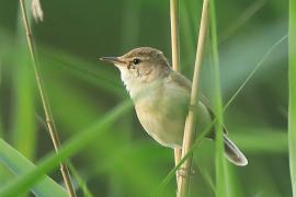 Zaroślówka - Acrocephalus dumetorum - Blyth's Reed-Warbler