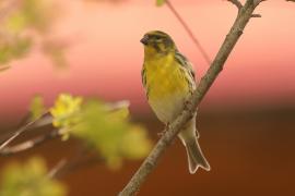 Kulczyk zwyczajny - Serinus serinus - European Serin