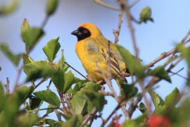 Wikłacz maskowy - Southern Masked Weaver - Ploceus velatus
