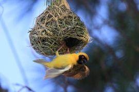 Wikłacz maskowy - Southern Masked Weaver - Ploceus velatus