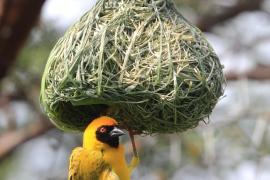 Wikłacz maskowy - Southern Masked Weaver - Ploceus velatus