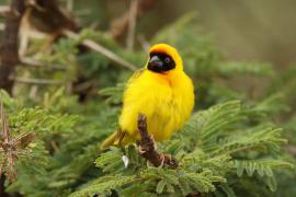Wikłacz akacjowy - Ploceus vitellinus - Vitelline Masked-Weaver