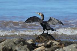 Kormoran oliwkowy - Phalacrocorax brasilianus - Neotropic Cormorant