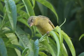 Wikłacz maskowy - Southern Masked Weaver - Ploceus velatus