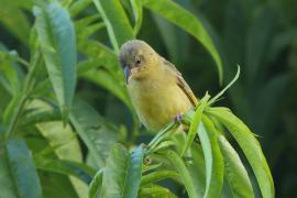 Wikłacz maskowy - Southern Masked Weaver - Ploceus velatus