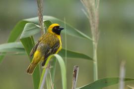 Wikłacz maskowy - Southern Masked Weaver - Ploceus velatus
