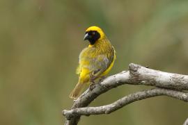Wikłacz maskowy - Southern Masked Weaver - Ploceus velatus