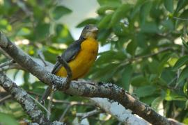 Wikłacz dwubarwny - Ploceus bicolor - Dark-backed Weaver