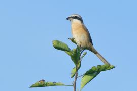 Dzierzba brązowa - Lanius cristatus - Brown Shrike