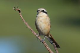 Dzierzba brązowa - Lanius cristatus - Brown Shrike