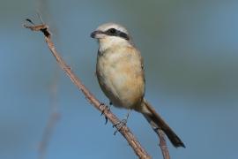 Dzierzba brązowa - Lanius cristatus - Brown Shrike