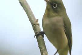 Szlarnik białooki - Ethiopian White-eye