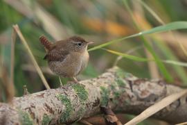 Strzyżyk - Troglodytes troglodytes - Eurasian Wren