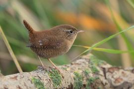Strzyżyk - Troglodytes troglodytes - Eurasian Wren