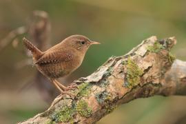 Strzyżyk - Troglodytes troglodytes - Eurasian Wren