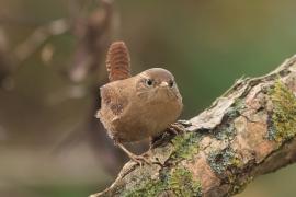Strzyżyk - Troglodytes troglodytes - Eurasian Wren