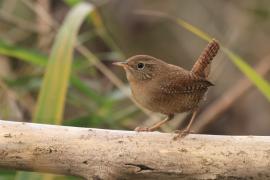 Strzyżyk - Troglodytes troglodytes - Eurasian Wren
