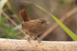 Strzyżyk - Troglodytes troglodytes - Eurasian Wren