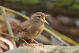 Strzyżyk - Troglodytes troglodytes - Eurasian Wren