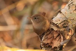 Strzyżyk - Troglodytes troglodytes - Eurasian Wren