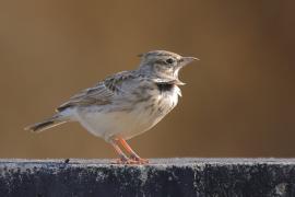 Dzierlatka - Galerida cristata - Crested Lark