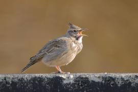 Dzierlatka - Galerida cristata - Crested Lark