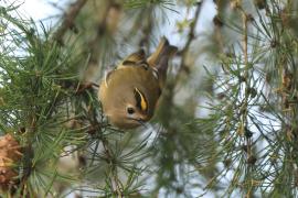 Mysikrólik - Regulus regulus - Goldcrest