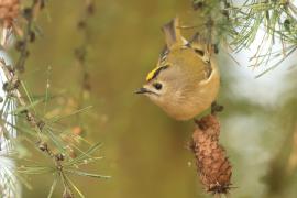 Mysikrólik - Regulus regulus - Goldcrest