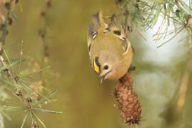 Mysikrólik - Regulus regulus - Goldcrest