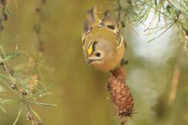 Mysikrólik - Regulus regulus - Goldcrest