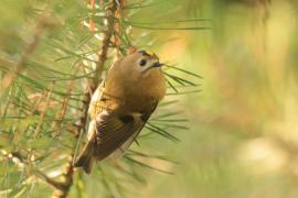 Mysikrólik - Regulus regulus - Goldcrest