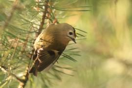 Mysikrólik - Regulus regulus - Goldcrest