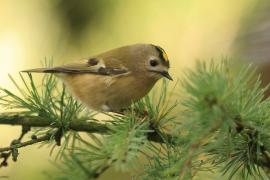 Mysikrólik - Regulus regulus - Goldcrest