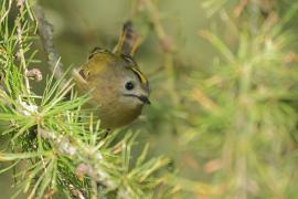 Mysikrólik - Regulus regulus - Goldcrest
