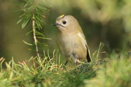 Mysikrólik - Regulus regulus - Goldcrest