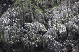 Mewa trójpalczasta - Rissa tridactyla - Black-legged Kittiwake