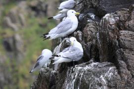 Mewa trójpalczasta - Rissa tridactyla - Black-legged Kittiwake