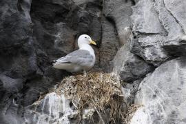 Mewa trójpalczasta - Rissa tridactyla - Black-legged Kittiwake
