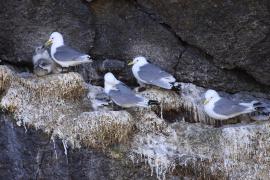 Mewa trójpalczasta - Rissa tridactyla - Black-legged Kittiwake